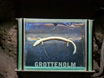 Sichtung der Grottenolme